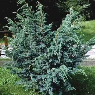 Можжевельник БЛЮ АЛЬПС китайский  в Волковыске