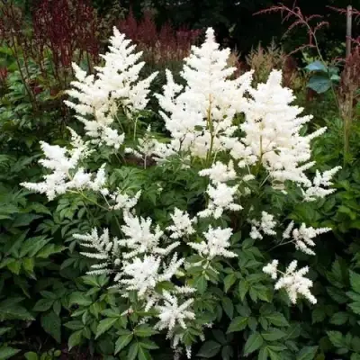 Астильба ДОЙЧЛАНД японская в Волковыске