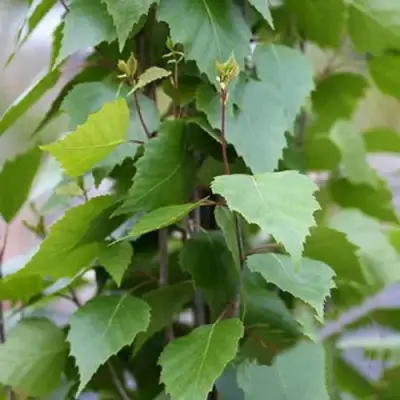 Береза ФАСТИГИАТА повислая  в Волковыске