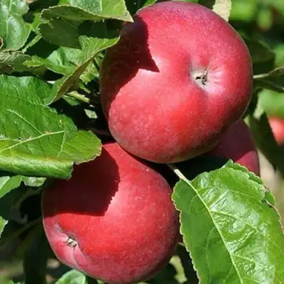 Яблоня СОЗВЕЗДИЕ колонновидная в Волковыске