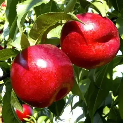 Нектарин ХАРКО в Волковыске