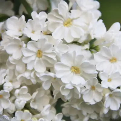 Сирень РОЧЕСТЕР в Волковыске