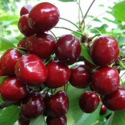 Черешня ГРОНКАВАЯ в Волковыске