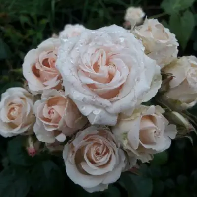 Роза ЯНА спрей в Волковыске