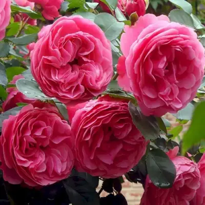 Роза ЛЕОНАРДО ДА ВИНЧИ флорибунда в Волковыске