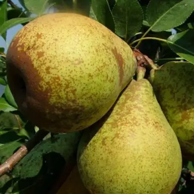 Груша ГЕНЕРАЛ ЛЕКЛЕРК в Волковыске