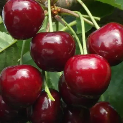 Черешня ГРОНКАВАЯ в Волковыске