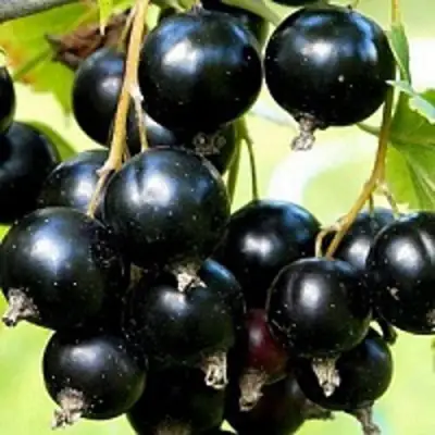 Смородина чёрная СОКРОВИЩЕ в Волковыске