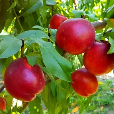 Нектарин НЕКТАРЕД-4 в Волковыске