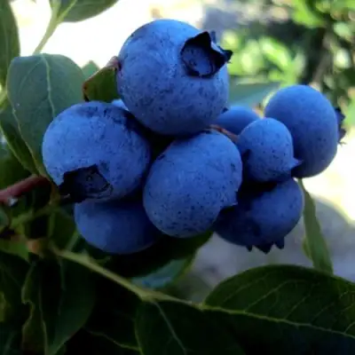 Голубика ДЖЕРСИ в Волковыске