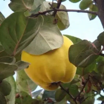 Айва АКАДЕМИЧЕСКАЯ в Волковыске