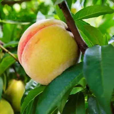 Персик ДОНЕЦКИЙ ЖЕЛТЫЙ в Волковыске