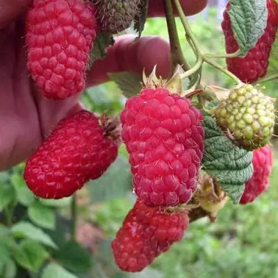 Малина МАРОСЕЙКА в Волковыске