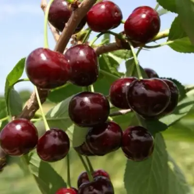 Вишня ГРИОТ БЕЛОРУССКИЙ в Волковыске