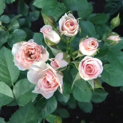 Роза ЯНА спрей в Волковыске