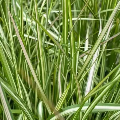 Вейник АВАЛАНШ остроцветковый в Волковыске