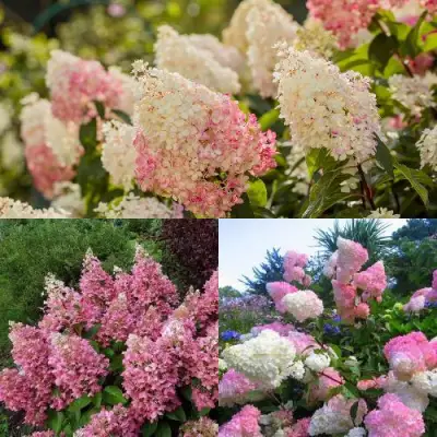 Комплект ЯГОДНОЕ МОРОЖЕНОЕ в Волковыске