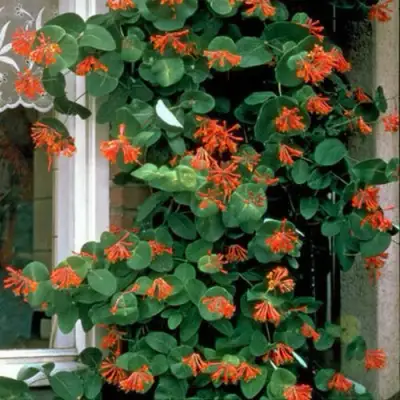 Жимолость ДРОМПОР СКАРЛЕТТ брауна в Волковыске