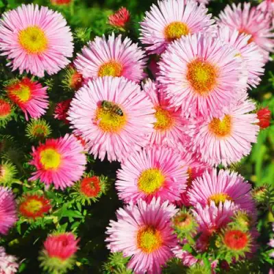 Астра РУДЕЛЬСБУРГ новоанглийская в Волковыске