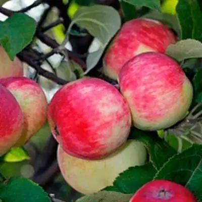 Яблоня СЕРЕБРЯНОЕ КОПЫТЦЕ в Волковыске