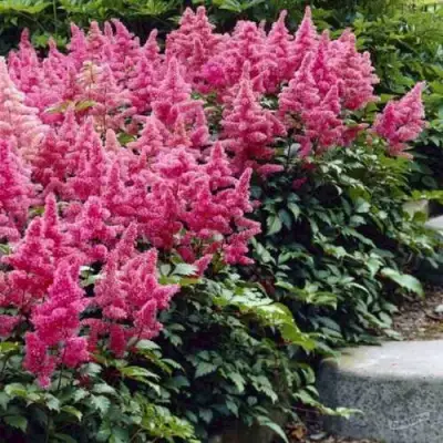 Астильба БОНН японская в Волковыске