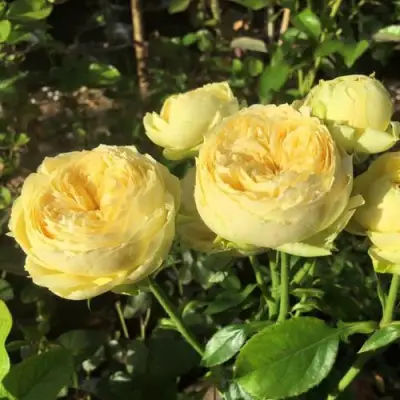 Роза КАТАЛИНА спрей в Волковыске