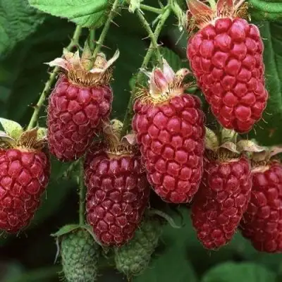 Малина РУБИНОВОЕ ОЖЕРЕЛЬЕ в Волковыске