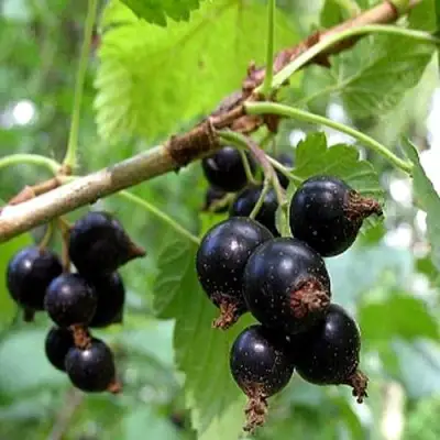 Смородина чёрная БИНАР в Волковыске