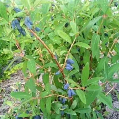 Жимолость съедобная АМФОРА в Волковыске