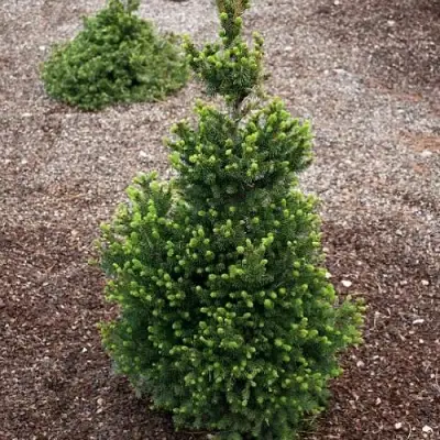 Ель ВИЛС ЦВЕРГ обыкновенная в Волковыске