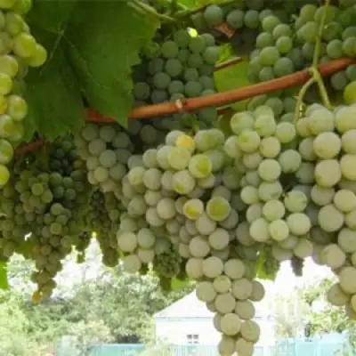 Виноград АНАНАСНЫЙ РАННИЙ в Волковыске