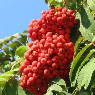 Рябина НЕВЕЖИНСКАЯ сладкоплодная в Волковыске