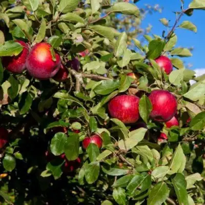 Яблоня СЯБРЫНА в Волковыске