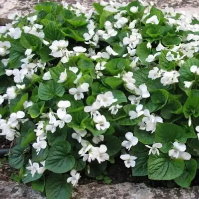 Фиалка АЛЬБИФЛОРА сестринская в Волковыске