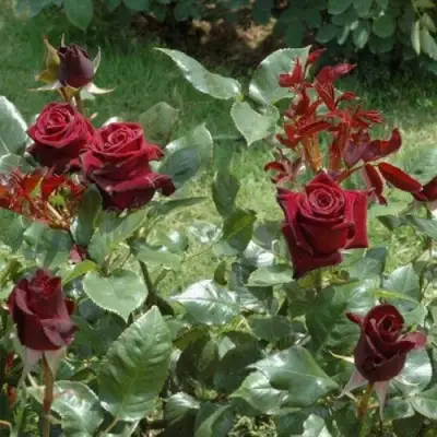 Роза БЛЭК БАККАРА чайно-гибридная в Волковыске