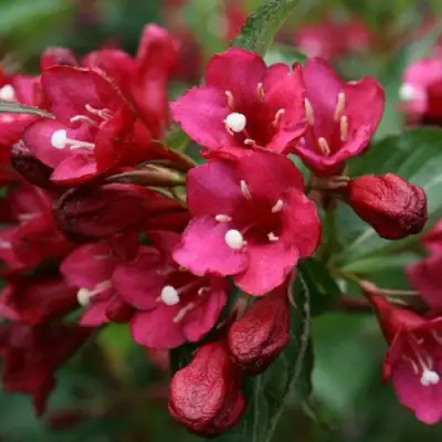 Вейгела ЕВА РАТКЕ в Волковыске