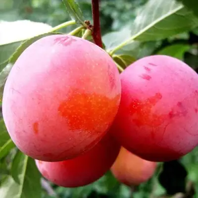 Слива КОМЕТА в Волковыске