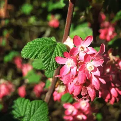 Смородина кроваво-красная ПУЛБОРО СКАРЛЕТ  в Волковыске