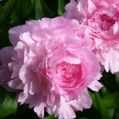 Пион ЛЕТЯЩИЙ ЖУРАВЛЬ травянистый в Волковыске