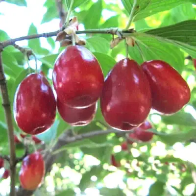 Кизил ЛУКЬЯНОВСКИЙ в Волковыске