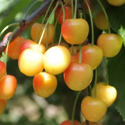 Черешня ЯНТАРНАЯ в Волковыске