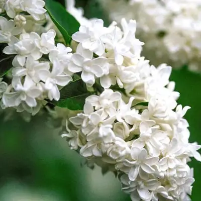 Сирень МАДАМ ЛЕМУАН в Волковыске