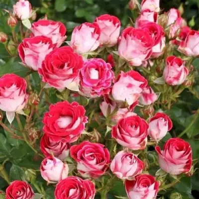 Роза ШОНЕ КОБЛЕНЦЕРИН флорибунда в Волковыске