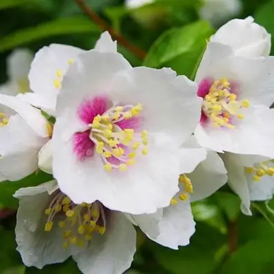 Жасмин БЕЛЬ ЭТУАЛЬ в Волковыске