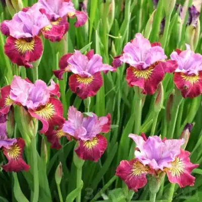 Ирис МИСС ЭППЛ сибирский в Волковыске