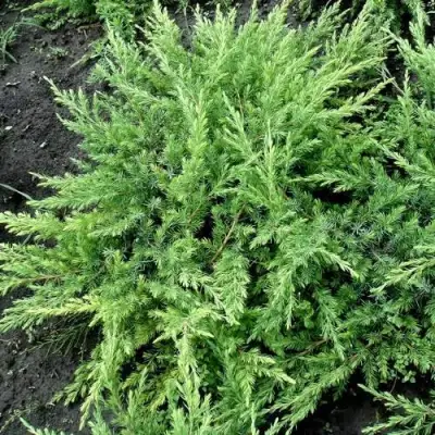 Можжевельник ШЛЯГЕР прибрежный в Волковыске