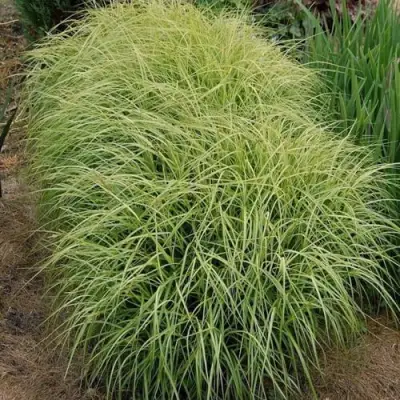 Осока ВАРИЕГАТА пальмолистная в Волковыске