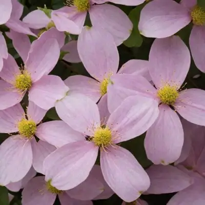 Клематис ГОРНЫЙ в Волковыске