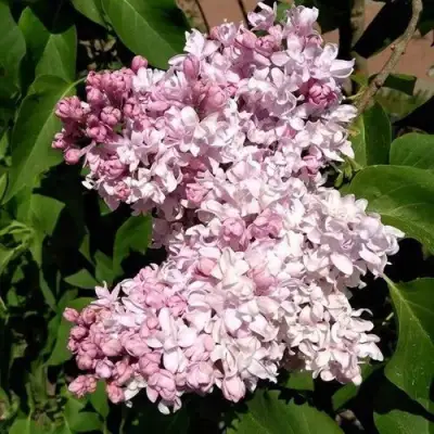 Сирень МИЛОСЕРДИЕ в Волковыске