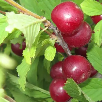 Вишня персиковая АФЛОЦЕРАЗУС в Волковыске